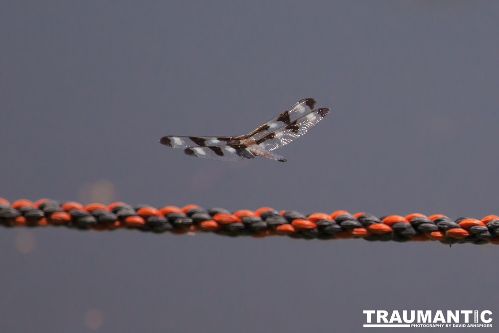 I found a great pond full of lily pads, frogs and dragonflies.
