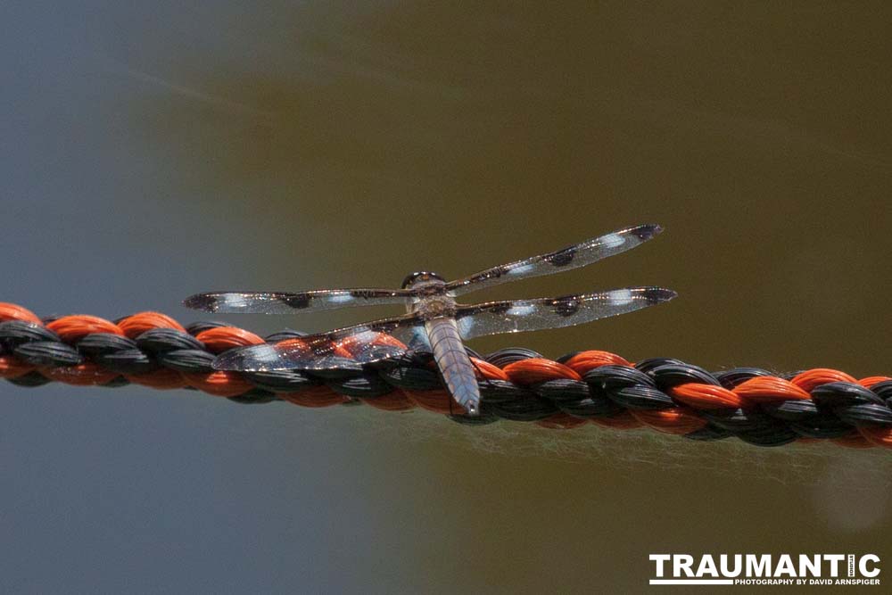 I found a great pond full of lily pads, frogs and dragonflies.
