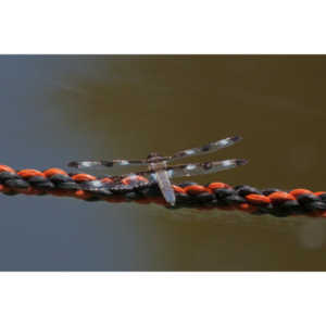 I found a great pond full of lily pads, frogs and dragonflies.