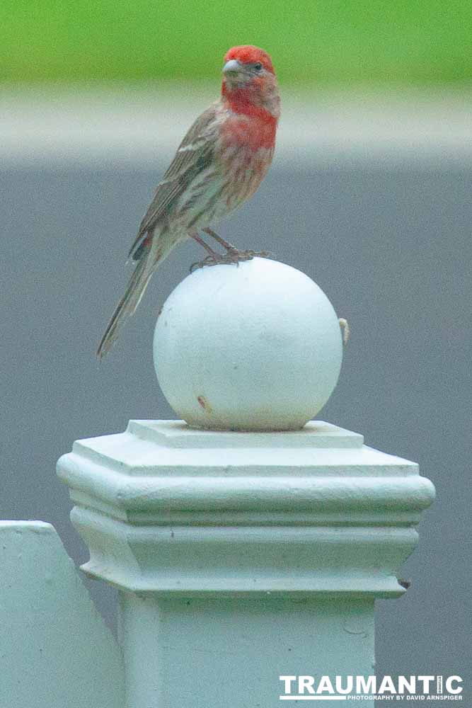 Observed these adorable birds lunching on insects in my garden.