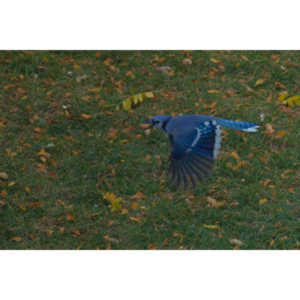 Another round of shots with my backyard aviary.