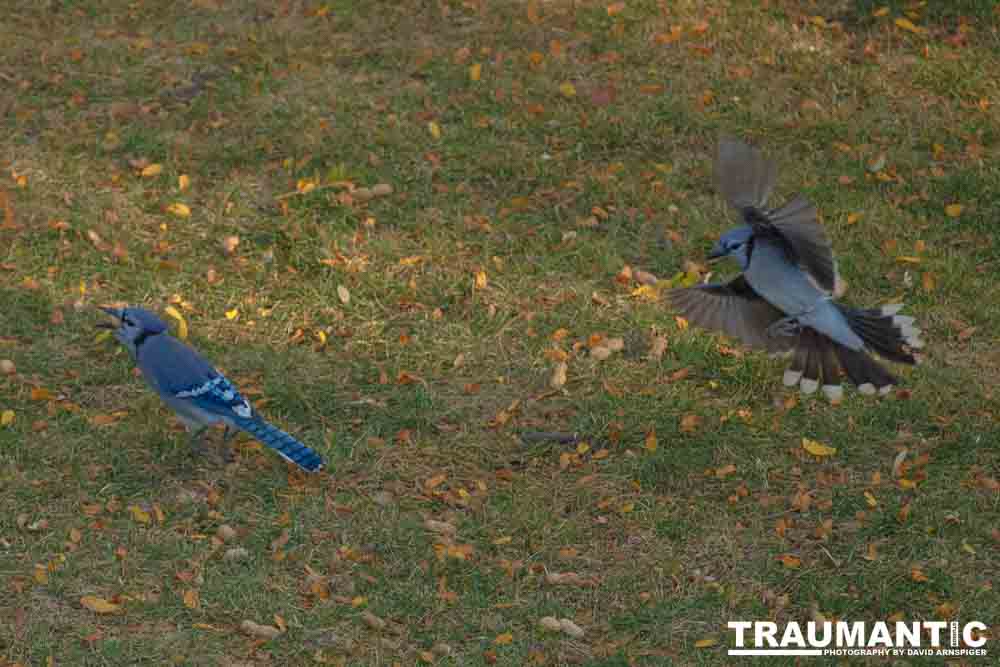 Another round of shots with my backyard aviary.