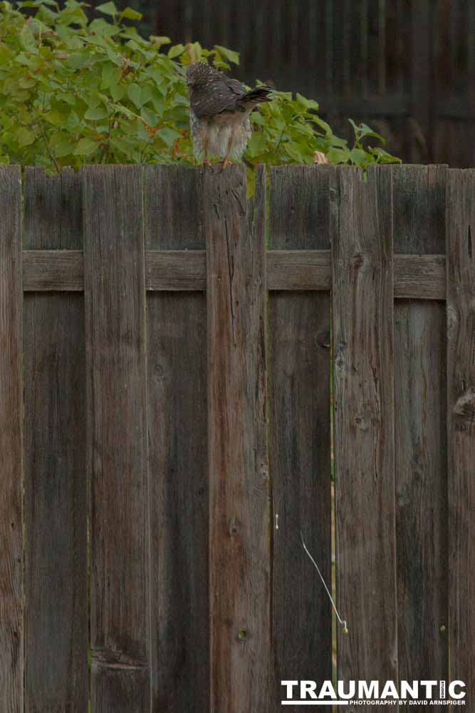 This big, beautiful, badass hawk has been hanging out in our yard lately.