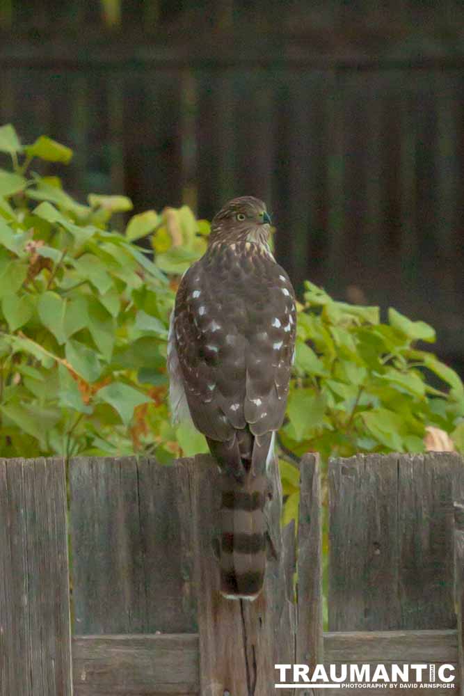 This big, beautiful, badass hawk has been hanging out in our yard lately.