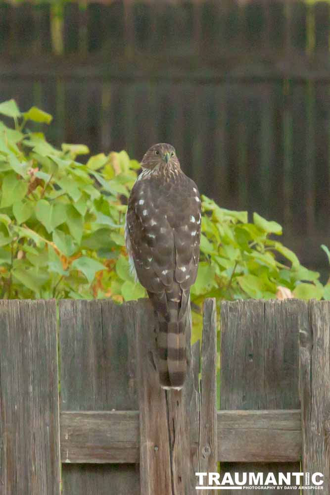 This big, beautiful, badass hawk has been hanging out in our yard lately.