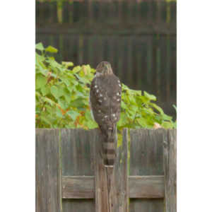 This big, beautiful, badass hawk has been hanging out in our yard lately.