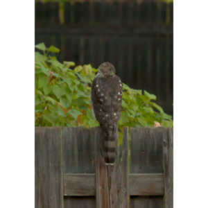 This big, beautiful, badass hawk has been hanging out in our yard lately.