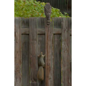 This big, beautiful, badass hawk has been hanging out in our yard lately.