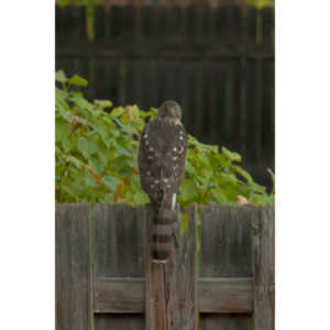 This big, beautiful, badass hawk has been hanging out in our yard lately.