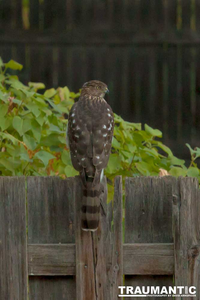 This big, beautiful, badass hawk has been hanging out in our yard lately.