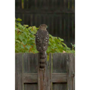 This big, beautiful, badass hawk has been hanging out in our yard lately.