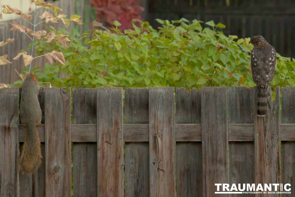 This big, beautiful, badass hawk has been hanging out in our yard lately.