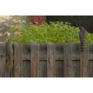 This big, beautiful, badass hawk has been hanging out in our yard lately.