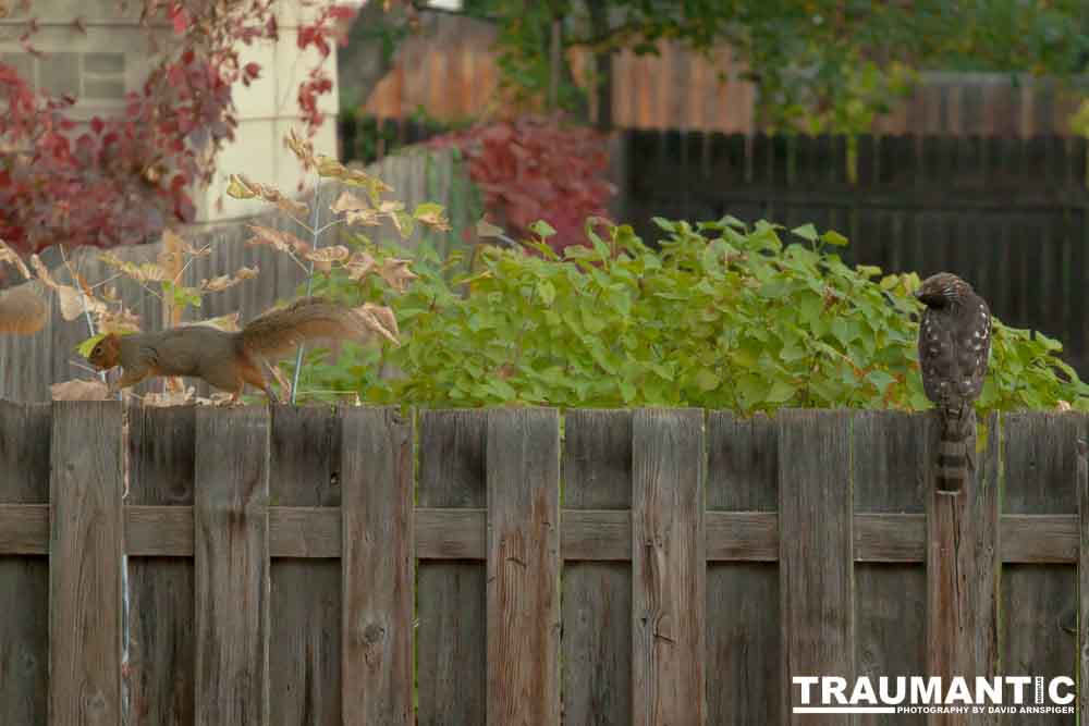 This big, beautiful, badass hawk has been hanging out in our yard lately.