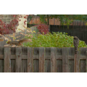 This big, beautiful, badass hawk has been hanging out in our yard lately.