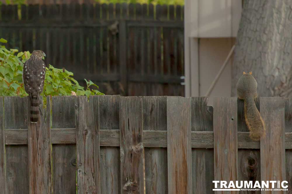 This big, beautiful, badass hawk has been hanging out in our yard lately.