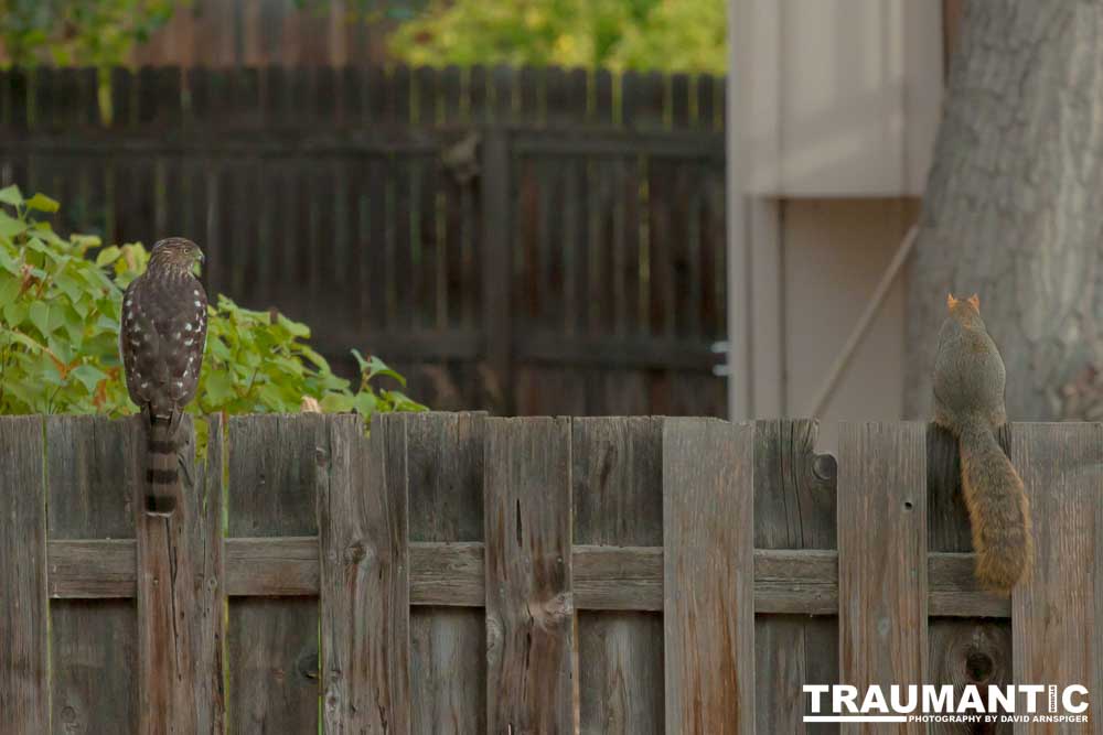 This big, beautiful, badass hawk has been hanging out in our yard lately.
