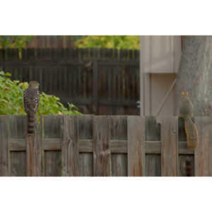 This big, beautiful, badass hawk has been hanging out in our yard lately.