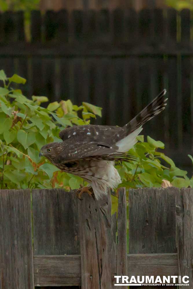 This big, beautiful, badass hawk has been hanging out in our yard lately.