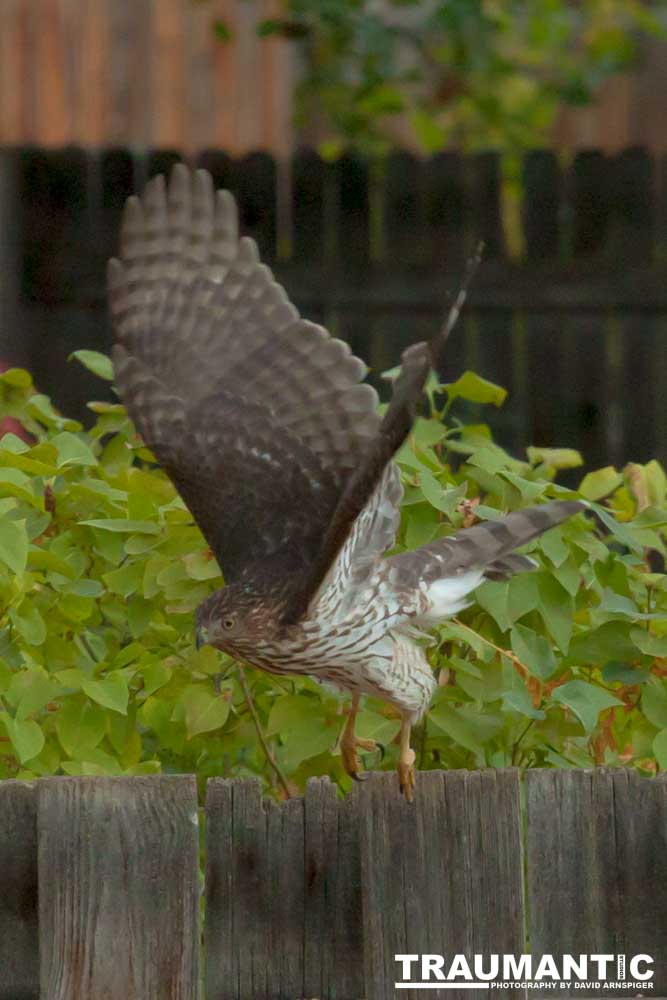 This big, beautiful, badass hawk has been hanging out in our yard lately.