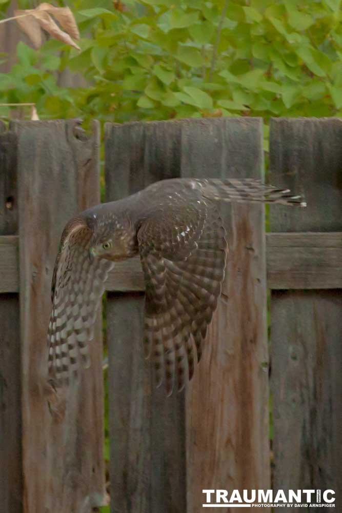 This big, beautiful, badass hawk has been hanging out in our yard lately.