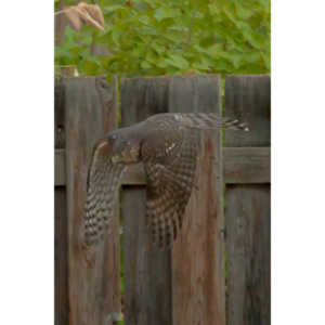 This big, beautiful, badass hawk has been hanging out in our yard lately.