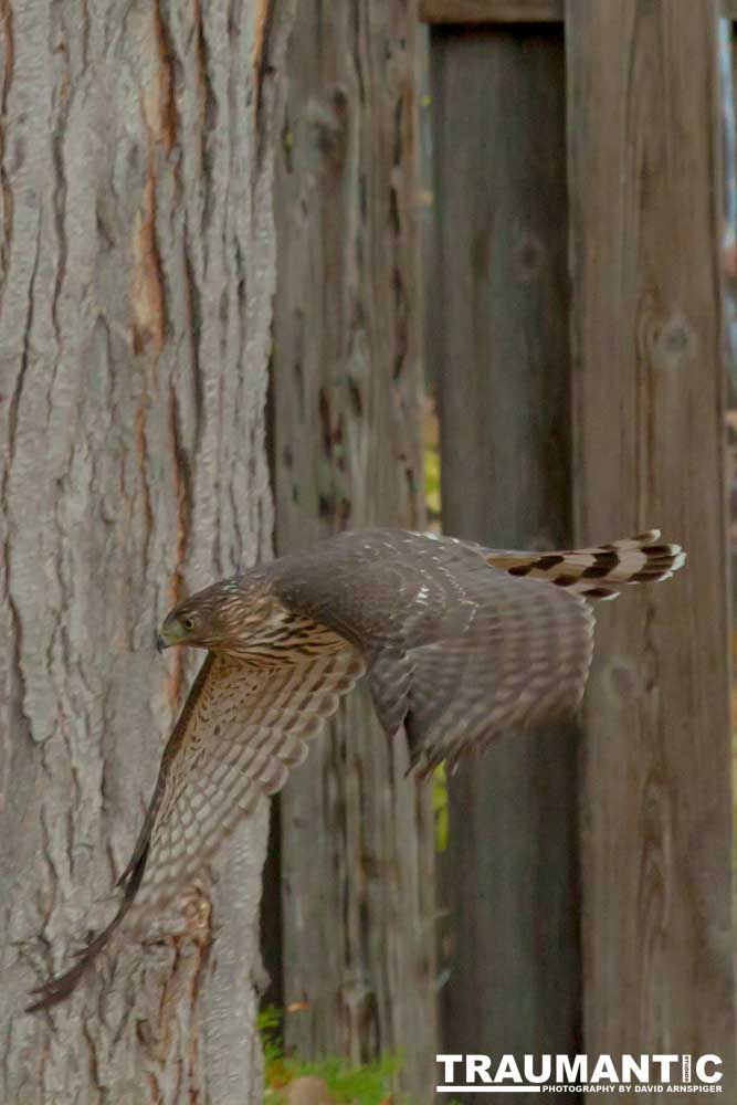 This big, beautiful, badass hawk has been hanging out in our yard lately.