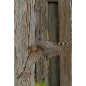This big, beautiful, badass hawk has been hanging out in our yard lately.