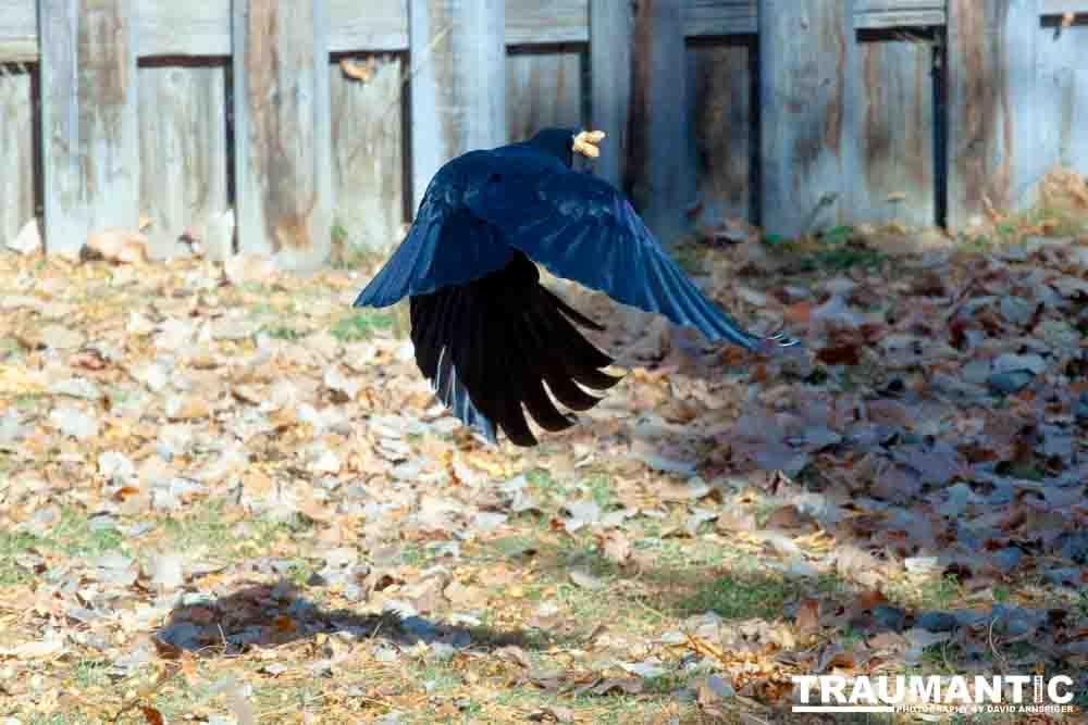 I have a love hate relationship with photographing crows.  They are usually out too early to get them in good light.  Things have changed.