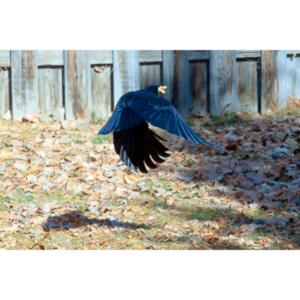 I have a love hate relationship with photographing crows.  They are usually out too early to get them in good light.  Things have changed.