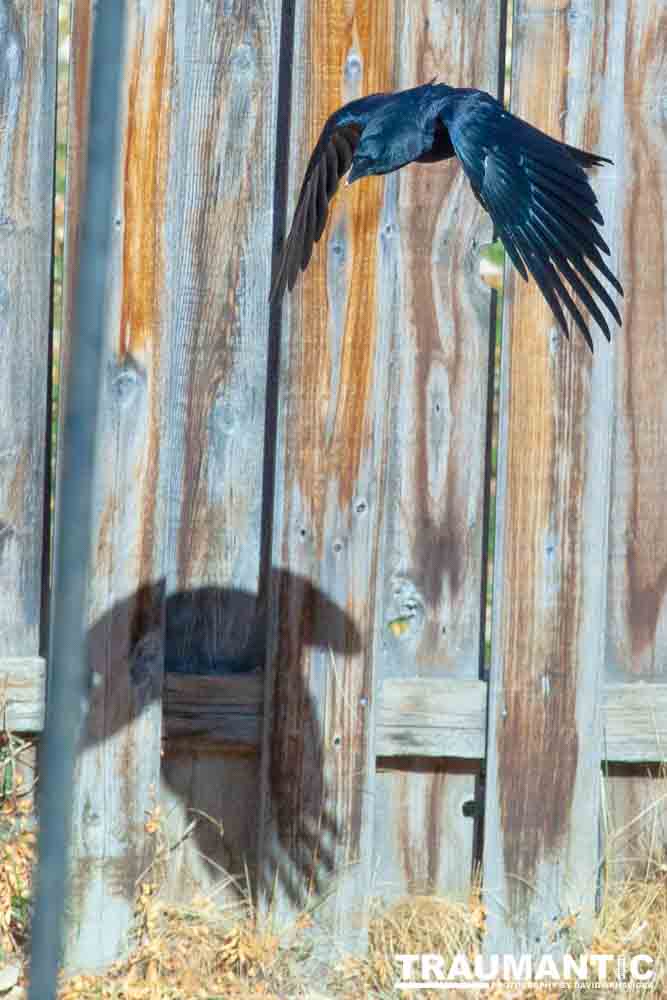 I have a love hate relationship with photographing crows.  They are usually out too early to get them in good light.  Things have changed.