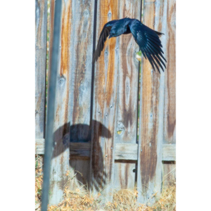 I have a love hate relationship with photographing crows.  They are usually out too early to get them in good light.  Things have changed.