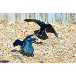 I have a love hate relationship with photographing crows.  They are usually out too early to get them in good light.  Things have changed.