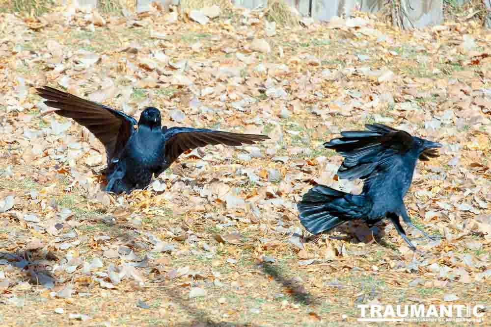 I have a love hate relationship with photographing crows.  They are usually out too early to get them in good light.  Things have changed.