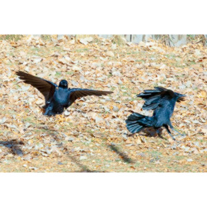 I have a love hate relationship with photographing crows.  They are usually out too early to get them in good light.  Things have changed.