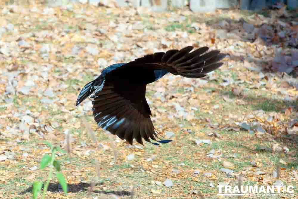 I have a love hate relationship with photographing crows.  They are usually out too early to get them in good light.  Things have changed.
