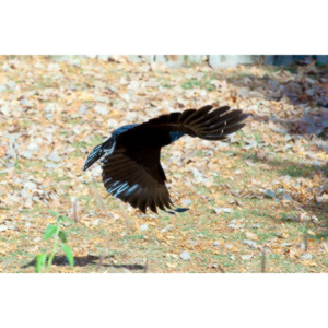 I have a love hate relationship with photographing crows.  They are usually out too early to get them in good light.  Things have changed.