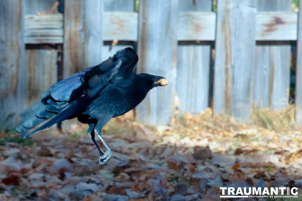 I have a love hate relationship with photographing crows.  They are usually out too early to get them in good light.  Things have changed.