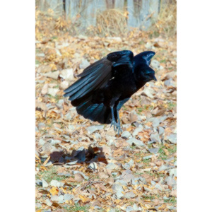 I have a love hate relationship with photographing crows.  They are usually out too early to get them in good light.  Things have changed.