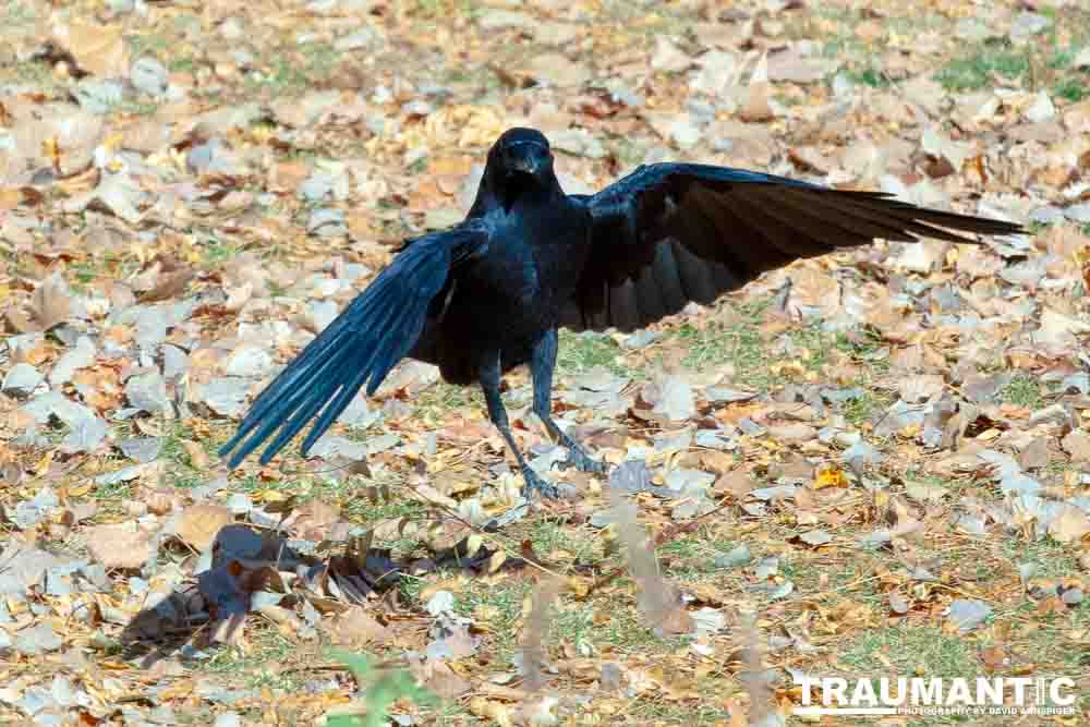 I have a love hate relationship with photographing crows.  They are usually out too early to get them in good light.  Things have changed.