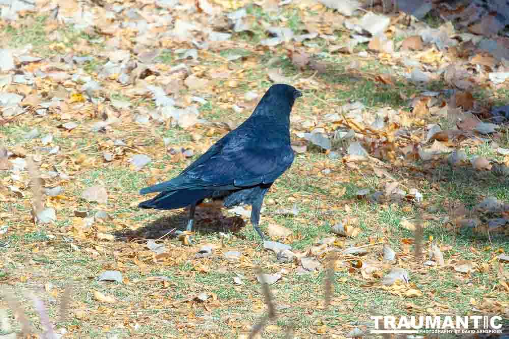 I have a love hate relationship with photographing crows.  They are usually out too early to get them in good light.  Things have changed.