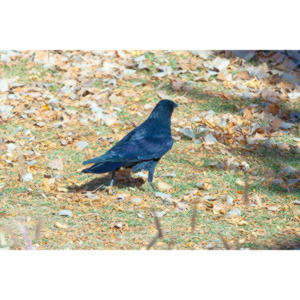 I have a love hate relationship with photographing crows.  They are usually out too early to get them in good light.  Things have changed.