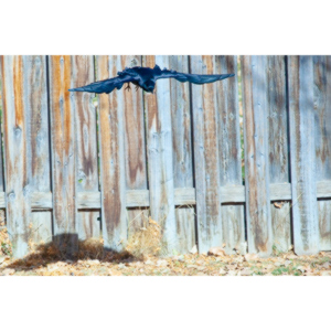 I have a love hate relationship with photographing crows.  They are usually out too early to get them in good light.  Things have changed.