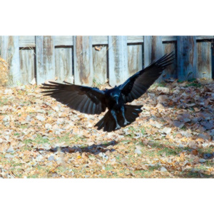 I have a love hate relationship with photographing crows.  They are usually out too early to get them in good light.  Things have changed.