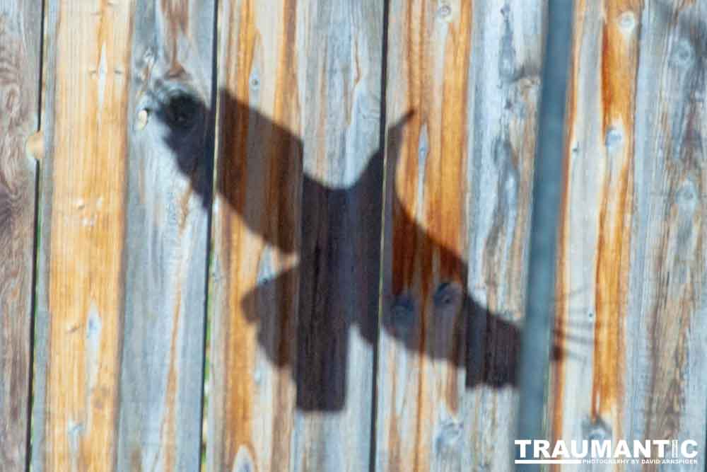 I have a love hate relationship with photographing crows.  They are usually out too early to get them in good light.  Things have changed.