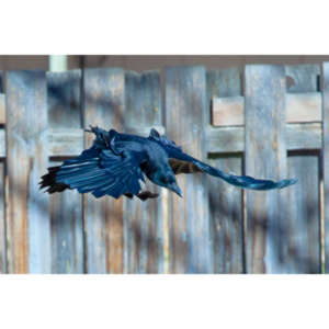 I have a love hate relationship with photographing crows.  They are usually out too early to get them in good light.  Things have changed.