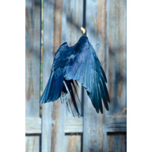 I have a love hate relationship with photographing crows.  They are usually out too early to get them in good light.  Things have changed.