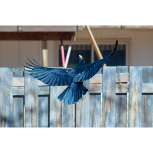 I have a love hate relationship with photographing crows.  They are usually out too early to get them in good light.  Things have changed.