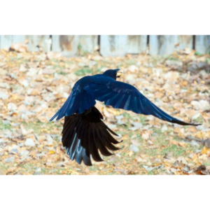 I have a love hate relationship with photographing crows.  They are usually out too early to get them in good light.  Things have changed.