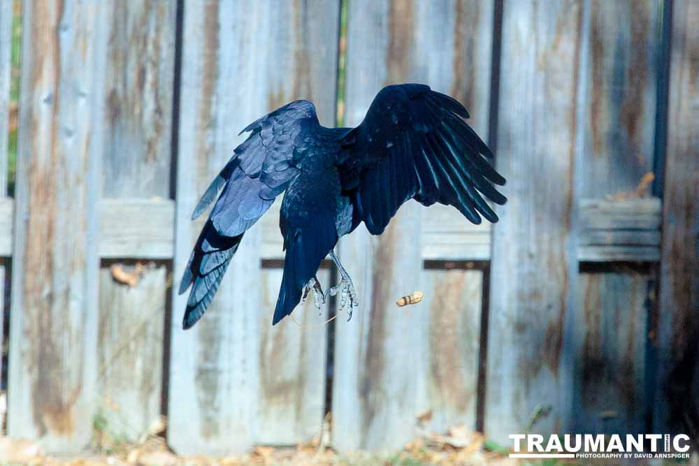 I have a love hate relationship with photographing crows.  They are usually out too early to get them in good light.  Things have changed.